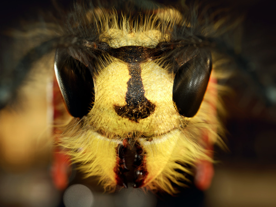 Wasp Close Up