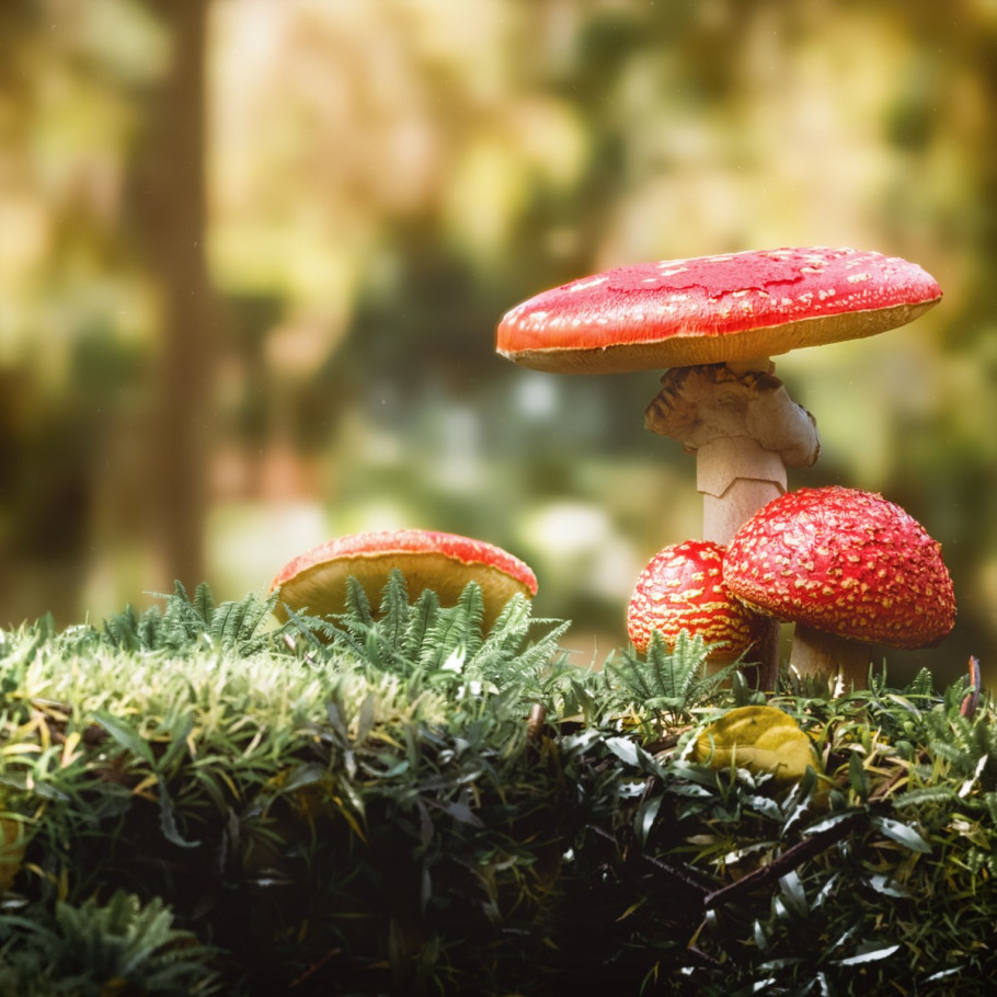 CGI Fungus Mushroom